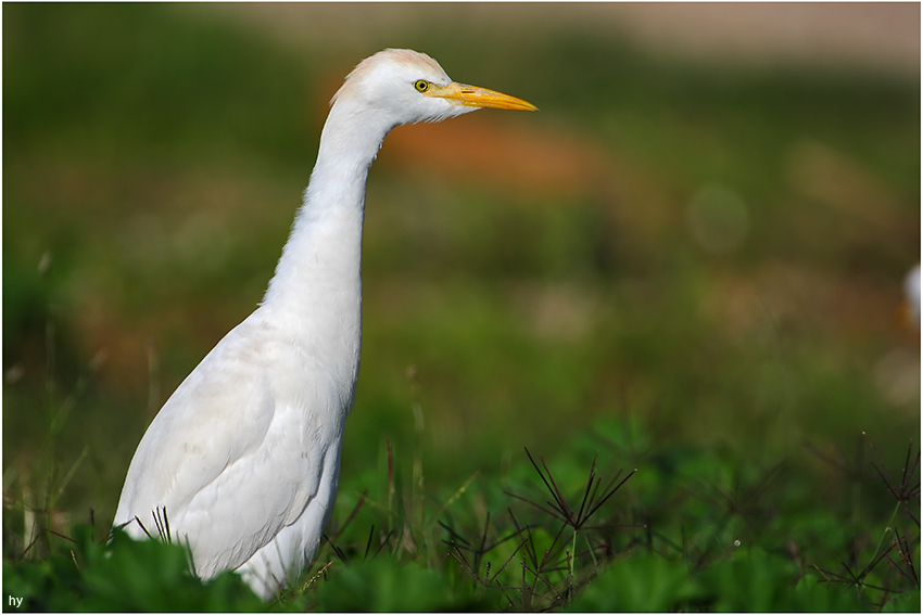 Western Cattle Egret