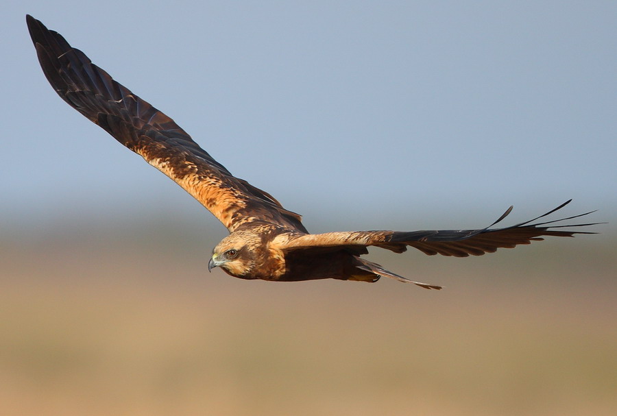 Western Marsh Harrier