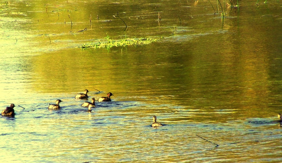 Little Grebe