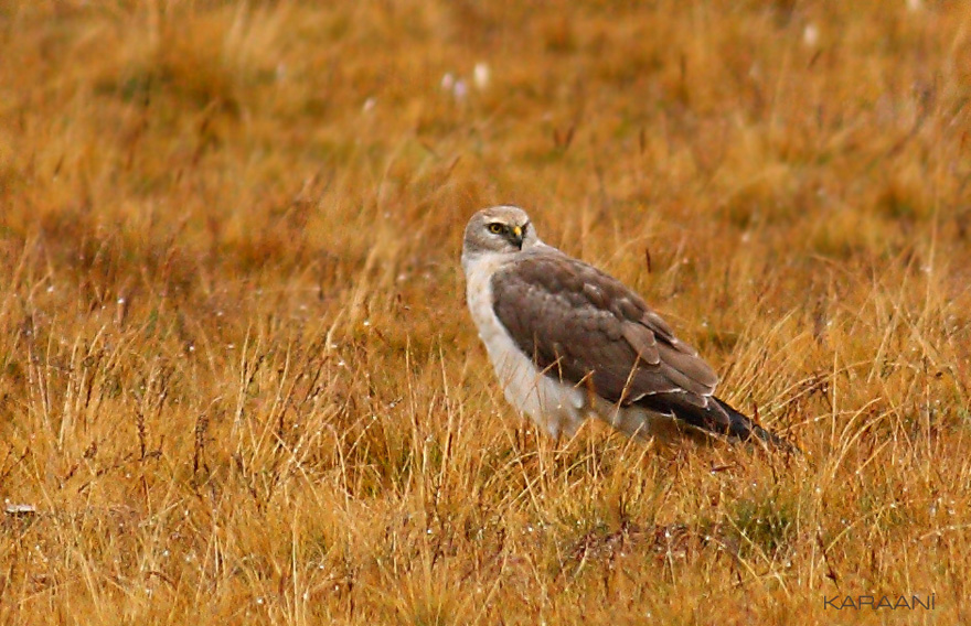 Pallid Harrier