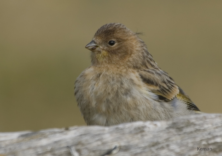 Red-fronted Serin