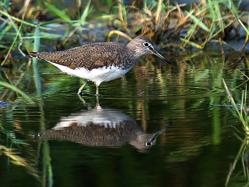 Green Sandpiper