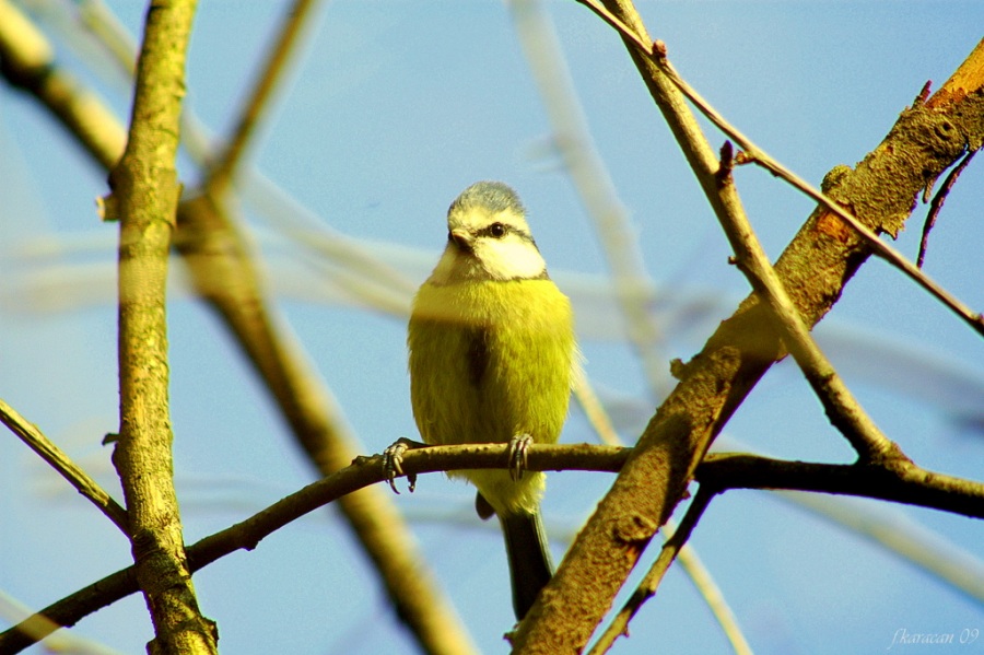 Eurasian Blue Tit