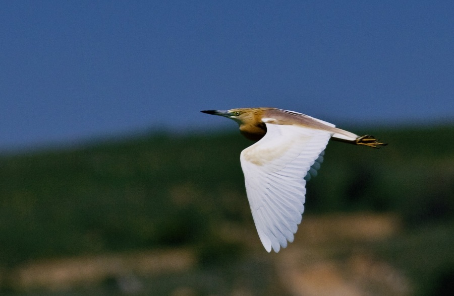 Squacco Heron
