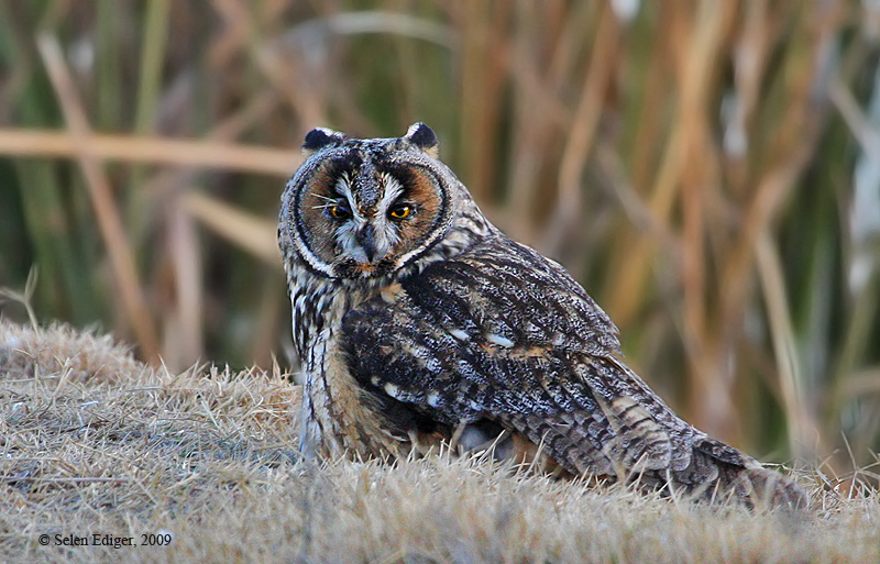 Long-eared Owl