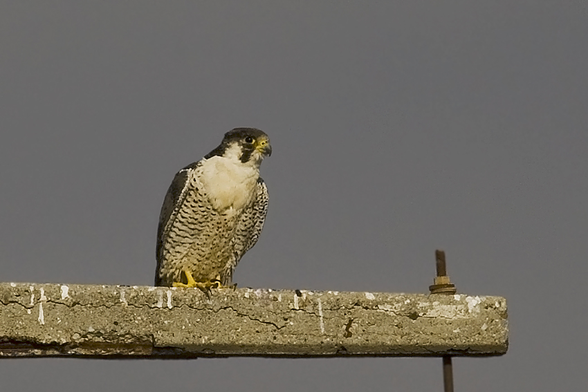 Peregrine Falcon