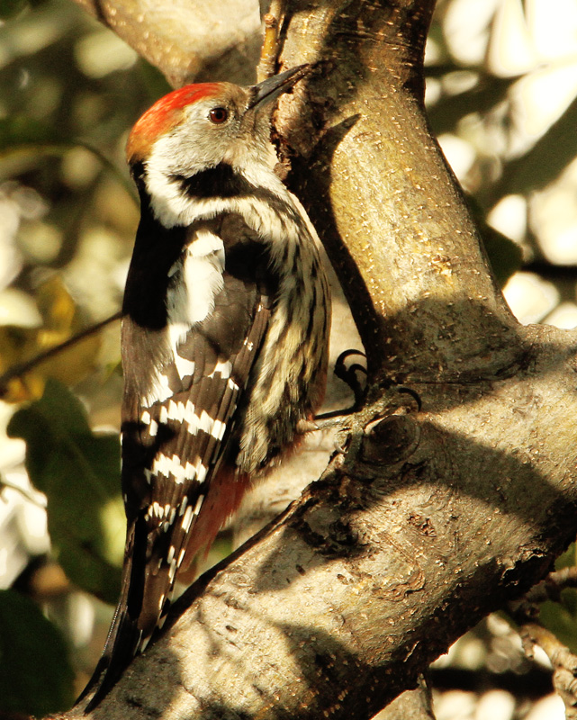 Middle Spotted Woodpecker