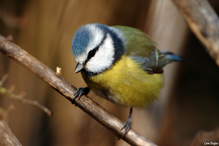 Eurasian Blue Tit