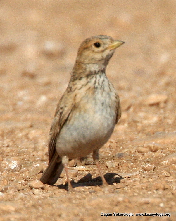 Turkestan Short-toed Lark