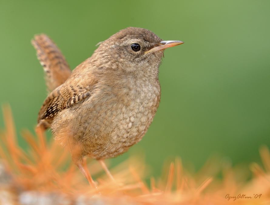 Eurasian Wren