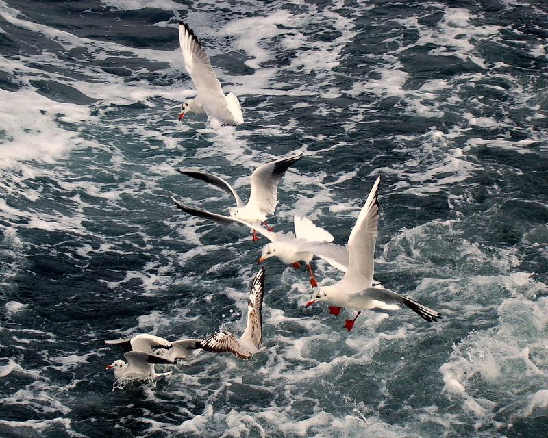 Black-headed Gull