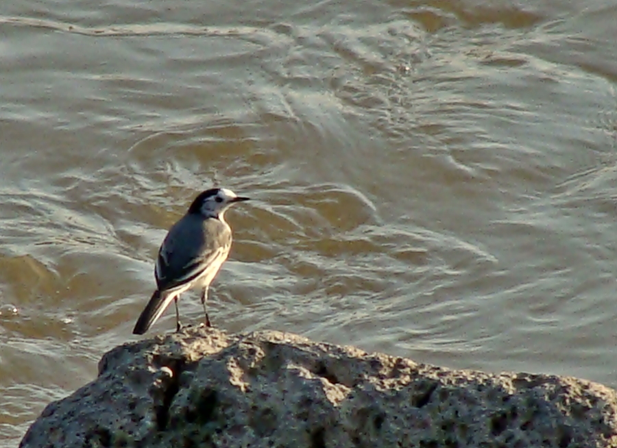 White Wagtail