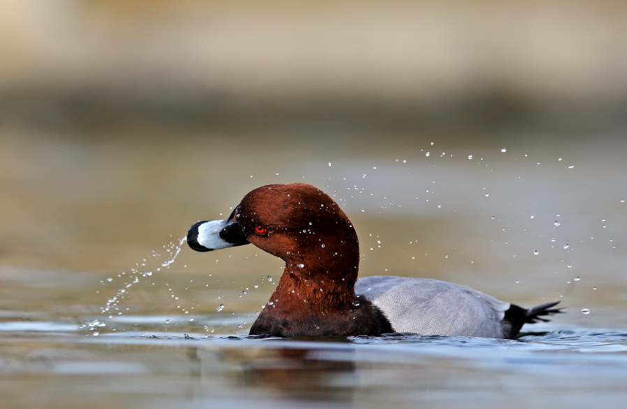 Common Pochard