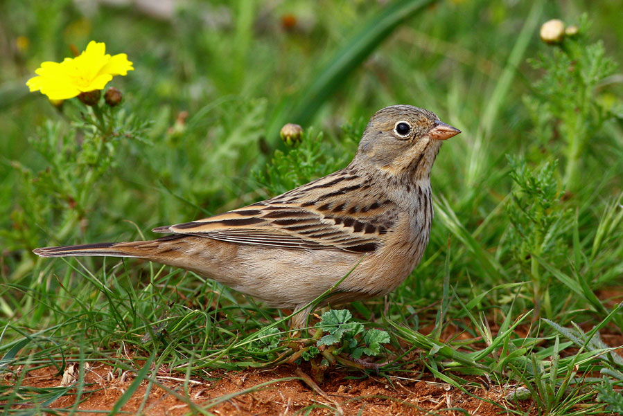Cretzschmar`s Bunting