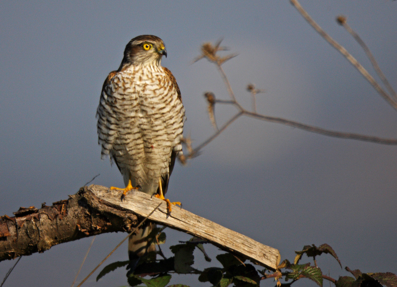 Eurasian Sparrowhawk