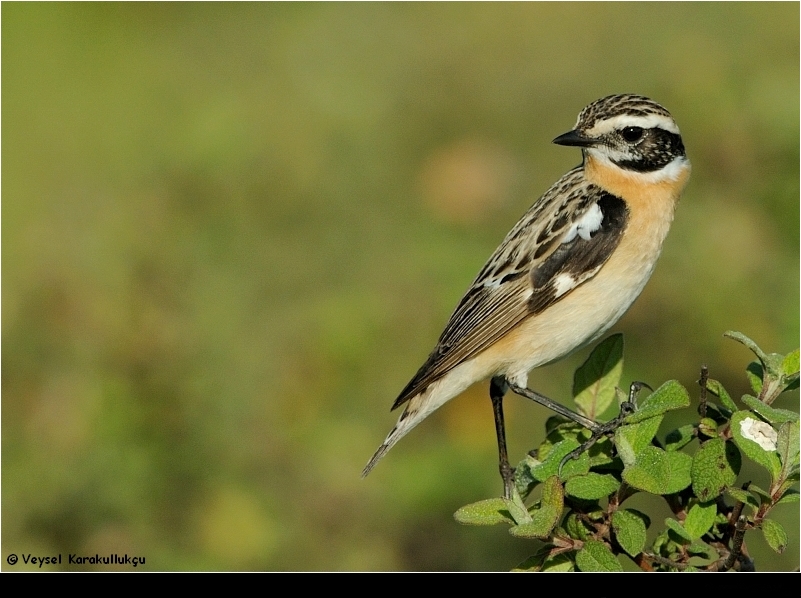 Whinchat
