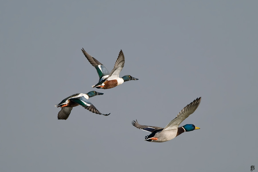 Northern Shoveler