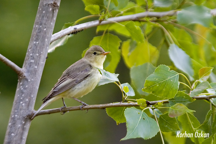 Icterine Warbler