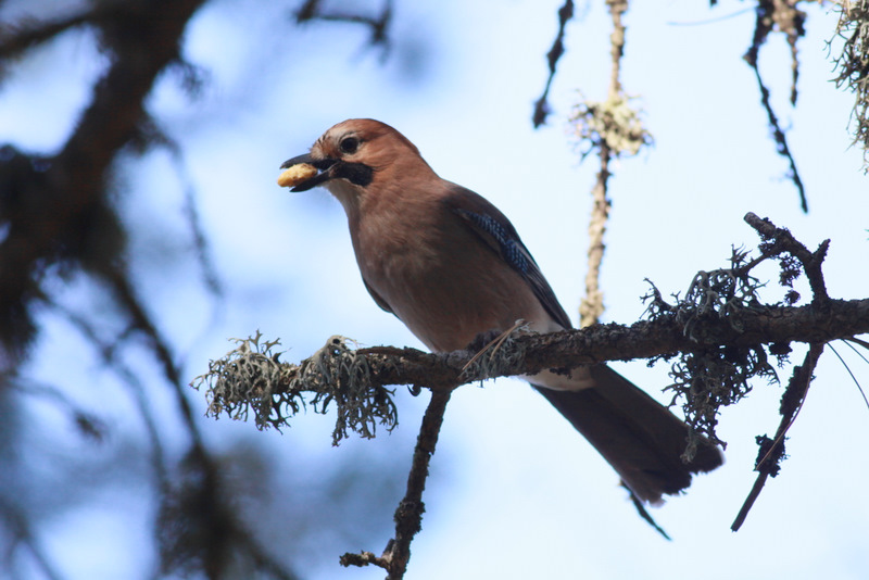 Eurasian Jay