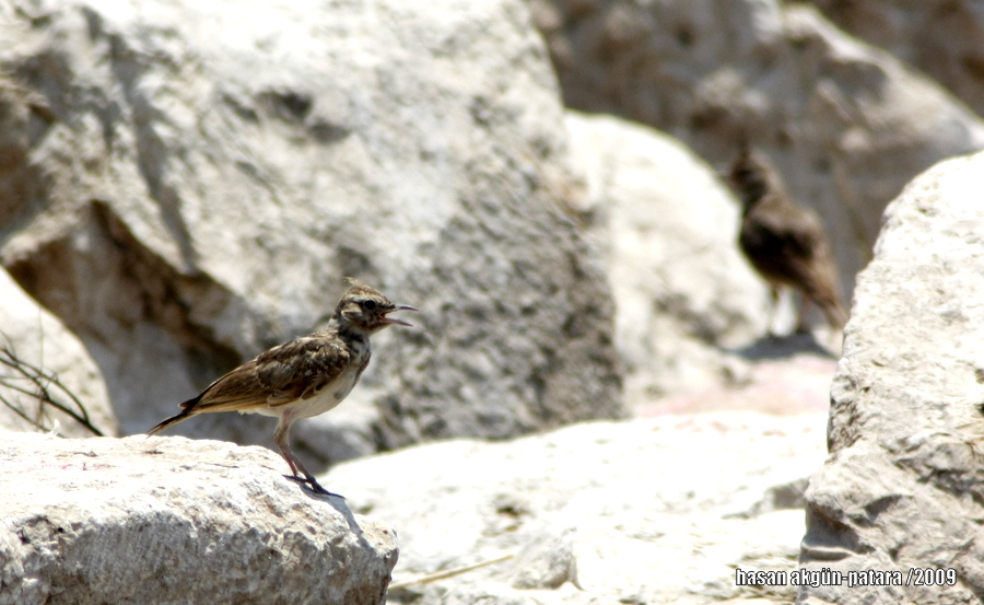 Crested Lark