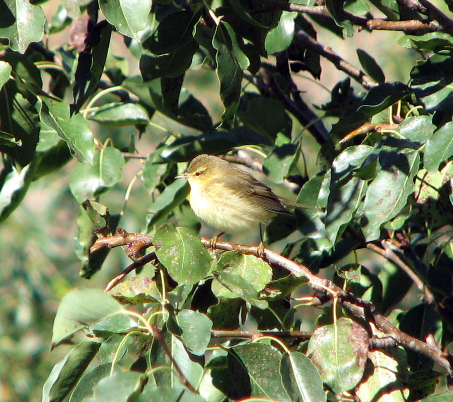 Willow Warbler