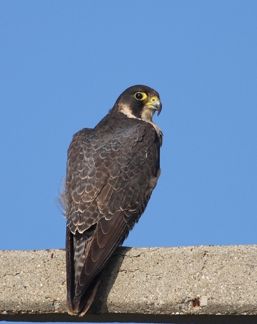 Peregrine Falcon
