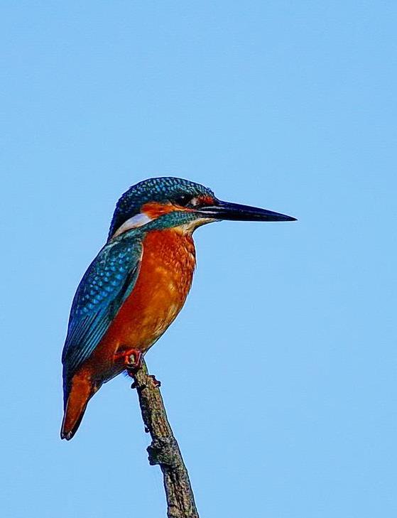 Common Kingfisher