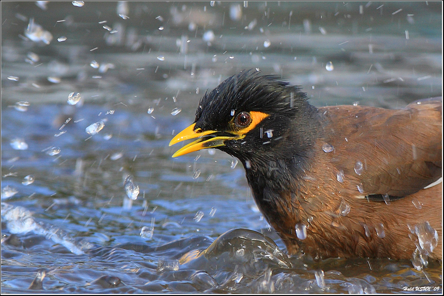 Common Myna