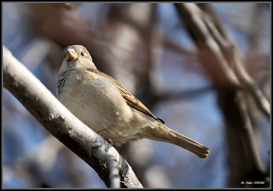 House Sparrow