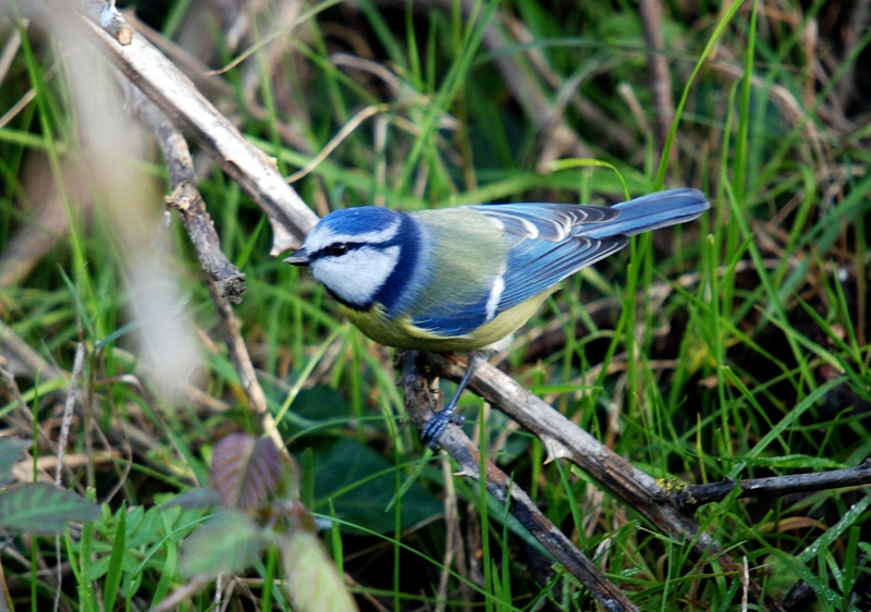Eurasian Blue Tit