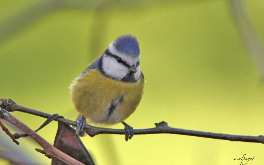 Eurasian Blue Tit