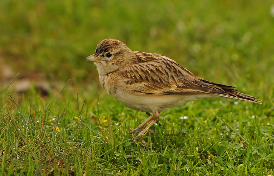 Greater Short-toed Lark