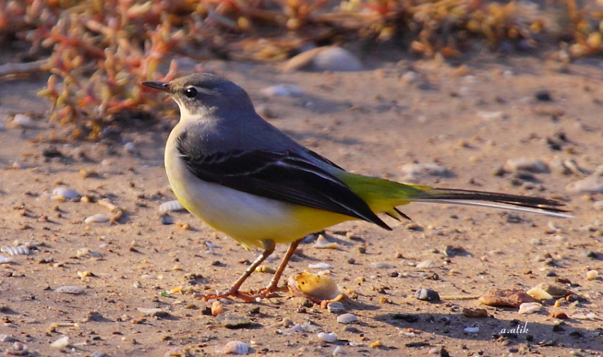 Grey Wagtail