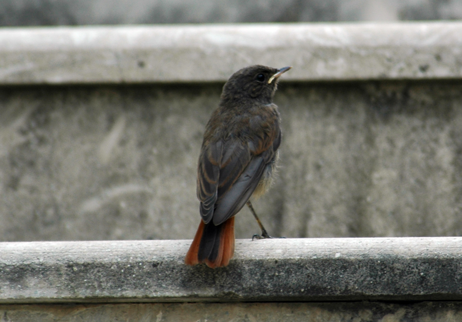Black Redstart