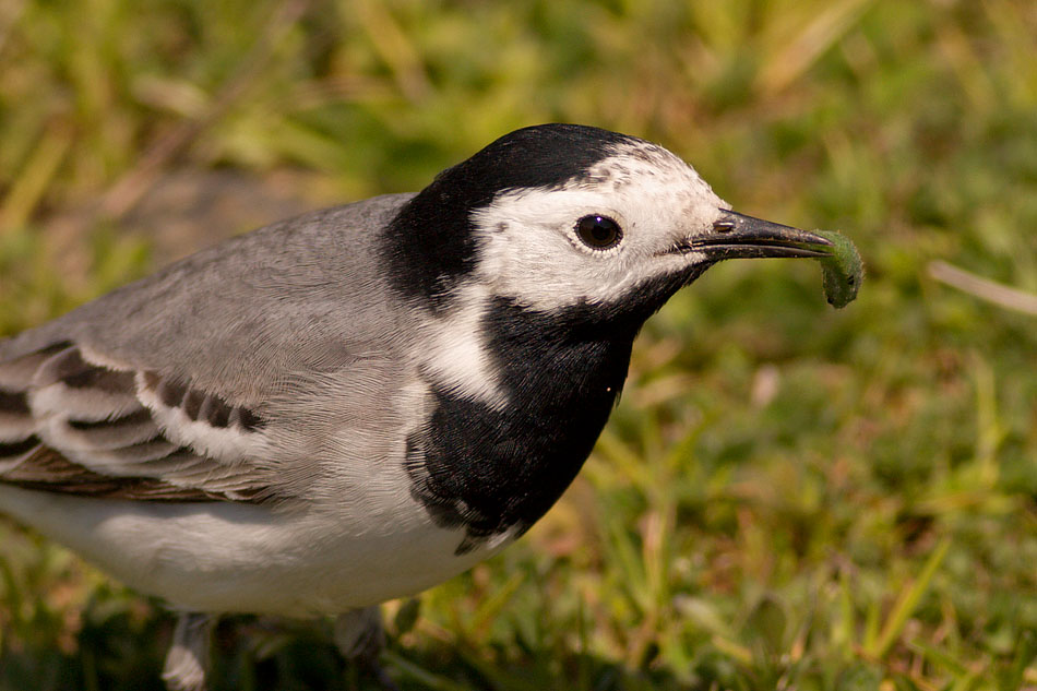 White Wagtail
