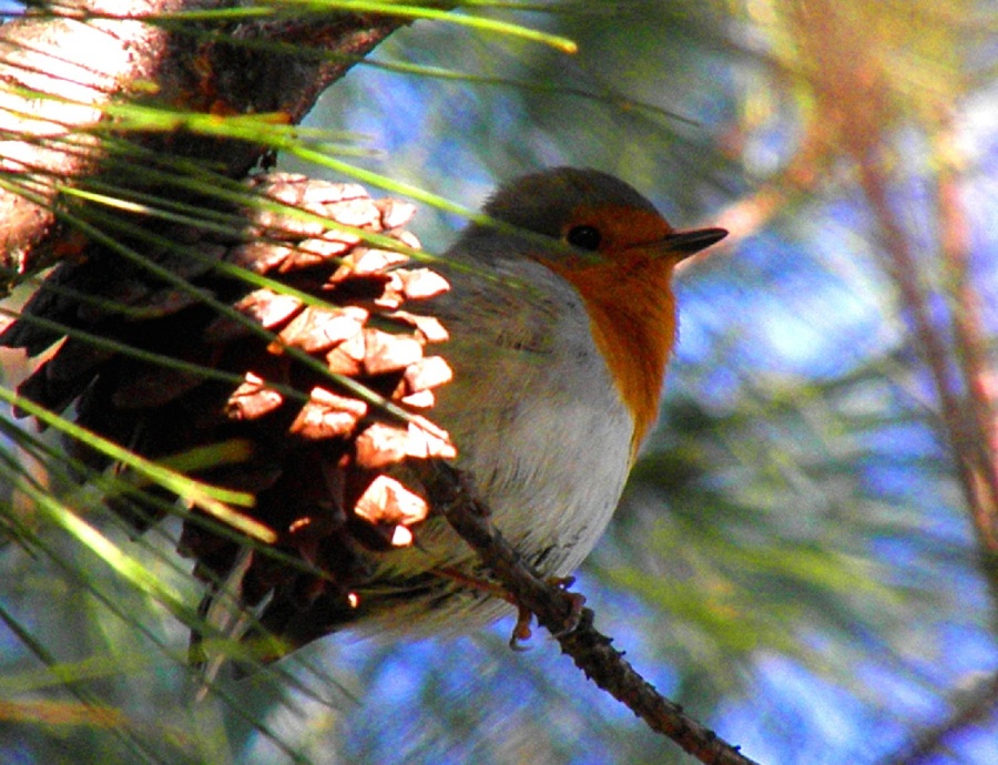 European Robin