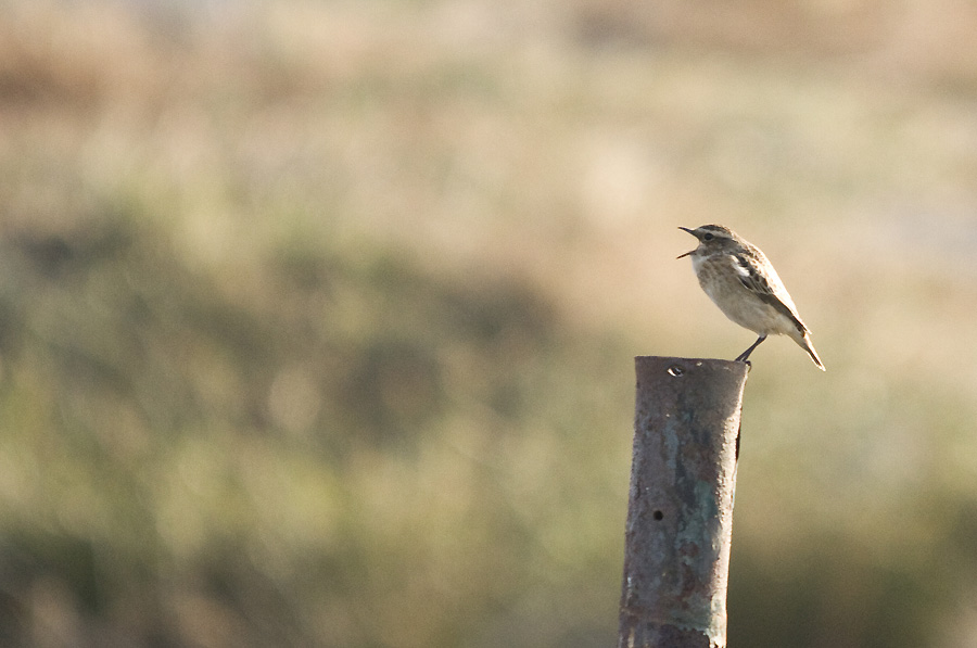 Whinchat