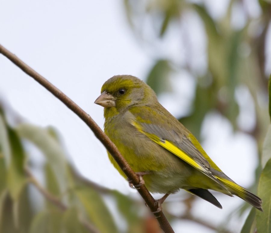 European Greenfinch