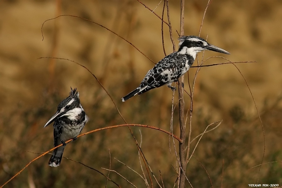 Pied Kingfisher