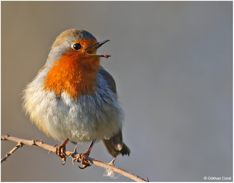 European Robin