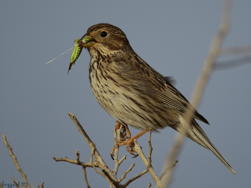 Corn Bunting