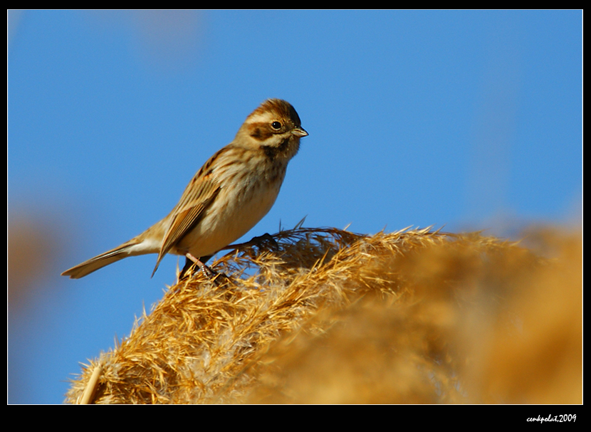 Common Reed Bunting