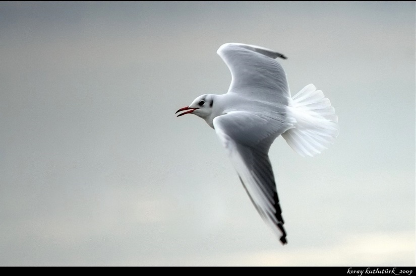 Black-headed Gull