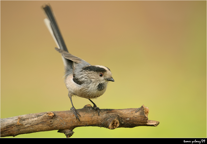 Long-tailed Tit