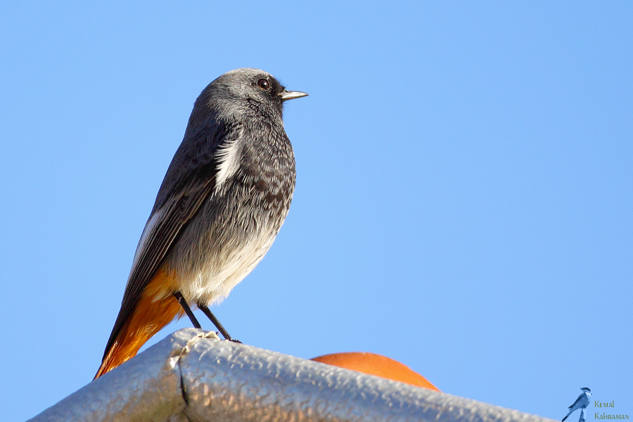 Black Redstart