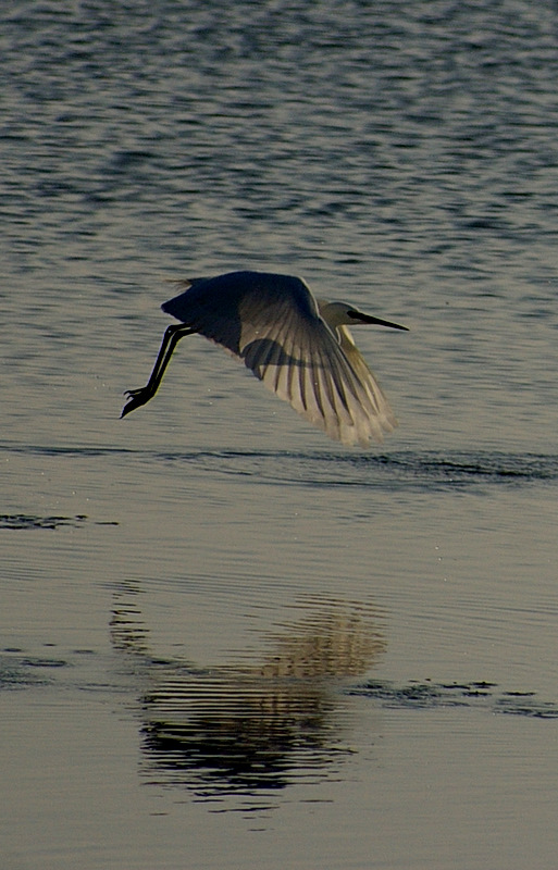 Little Egret