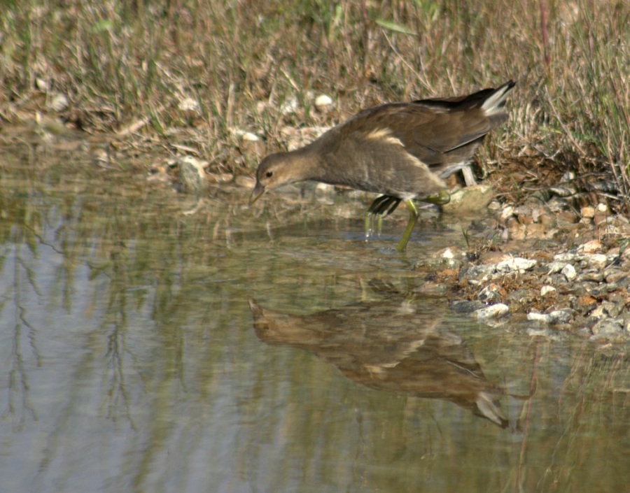 Common Moorhen