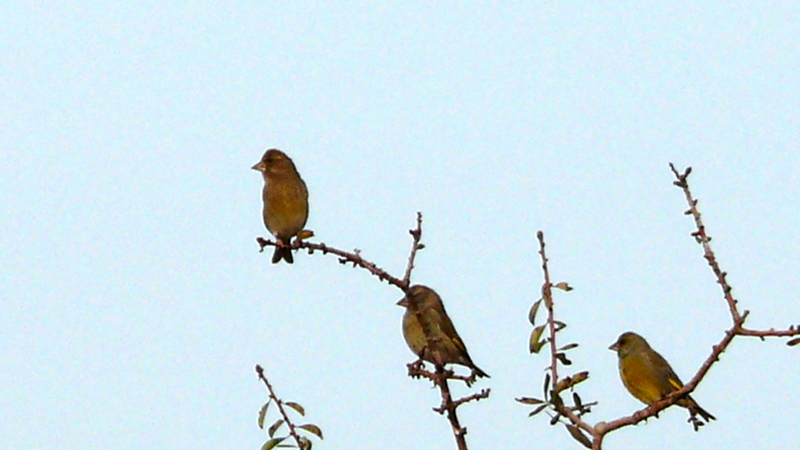 European Greenfinch