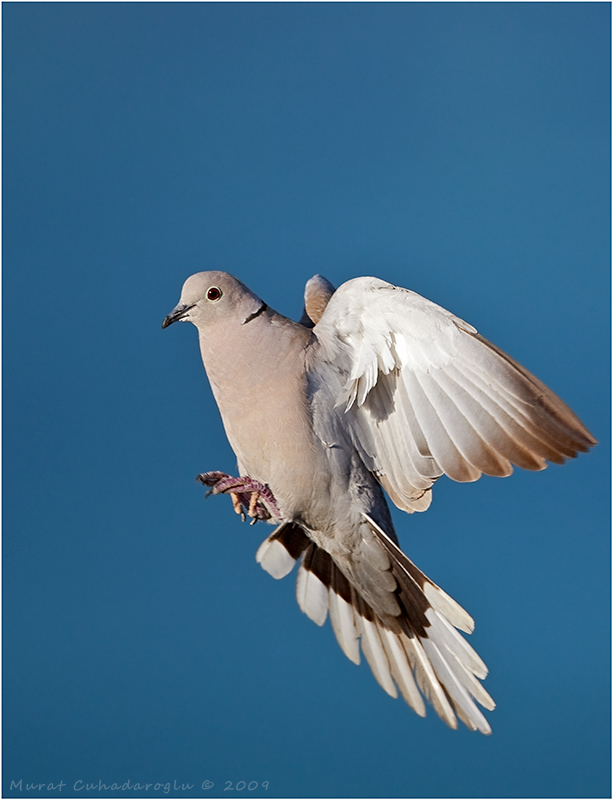 Eurasian Collared Dove