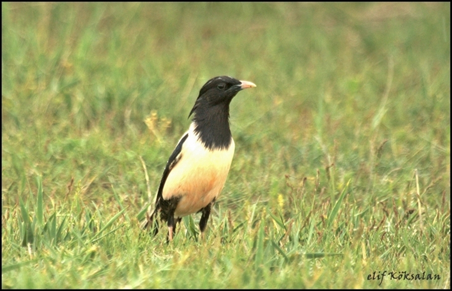 Rosy Starling